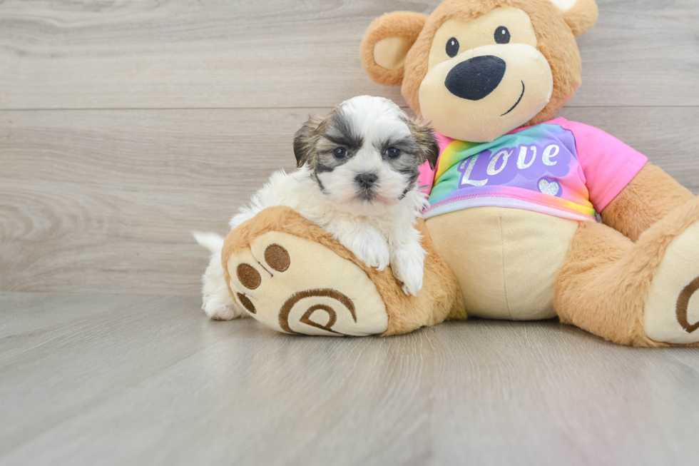 Teddy Bear Pup Being Cute