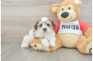 Teddy Bear Puppy for Adoption