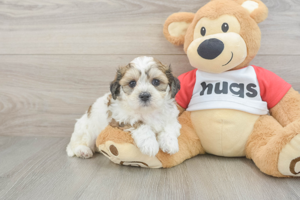 Teddy Bear Puppy for Adoption