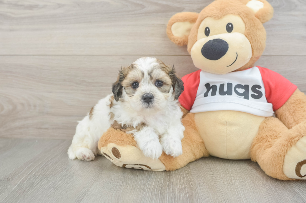 5 week old Teddy Bear Puppy For Sale - Florida Fur Babies