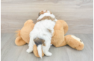 Teddy Bear Pup Being Cute