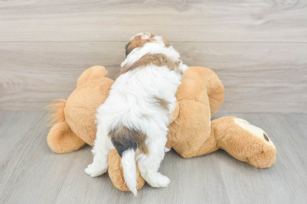 Teddy Bear Pup Being Cute