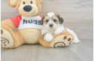 Playful Shit Designer Puppy