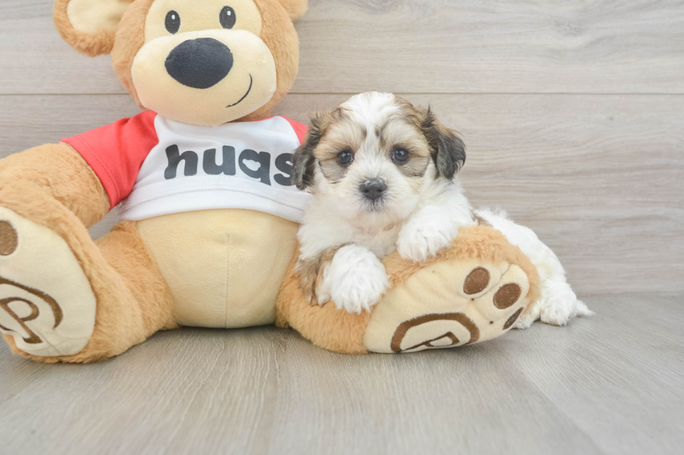 Playful Shit Designer Puppy