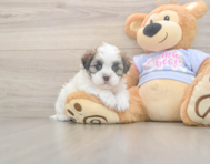 5 week old Teddy Bear Puppy For Sale - Florida Fur Babies 5 week old Teddy Bear Puppy For Sale - Florida Fur Babies