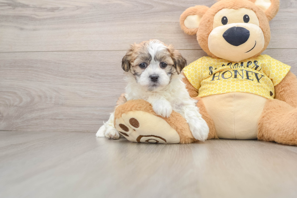 Teddy Bear Puppy for Adoption