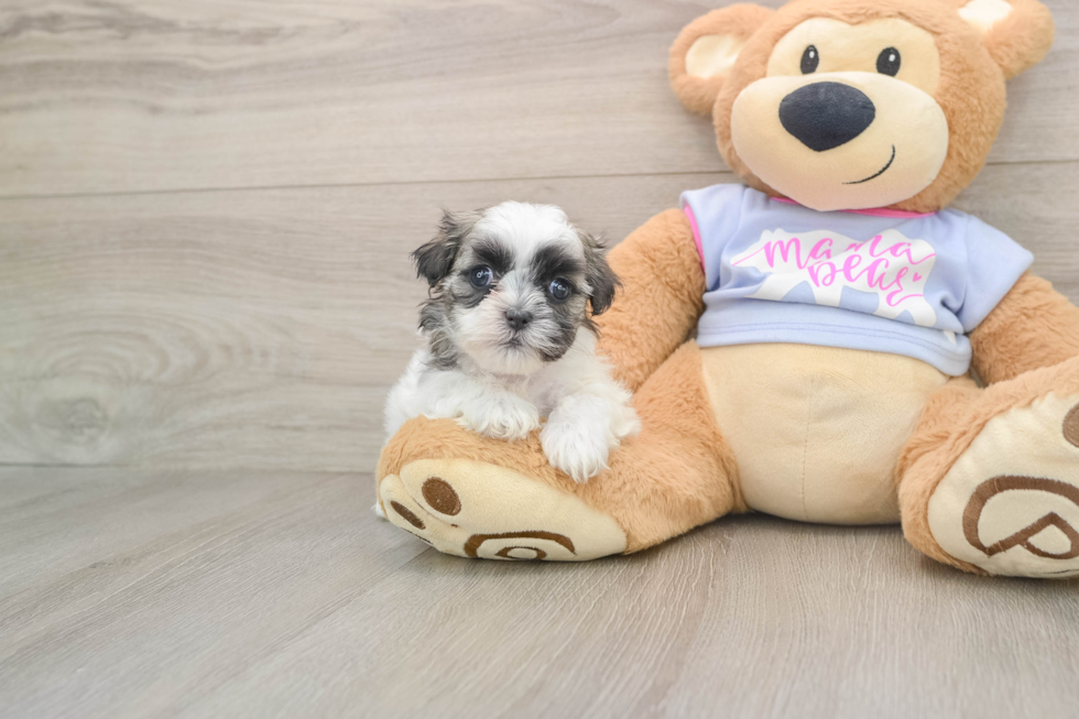 Best Teddy Bear Baby