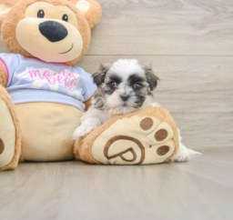 6 week old Teddy Bear Puppy For Sale - Florida Fur Babies