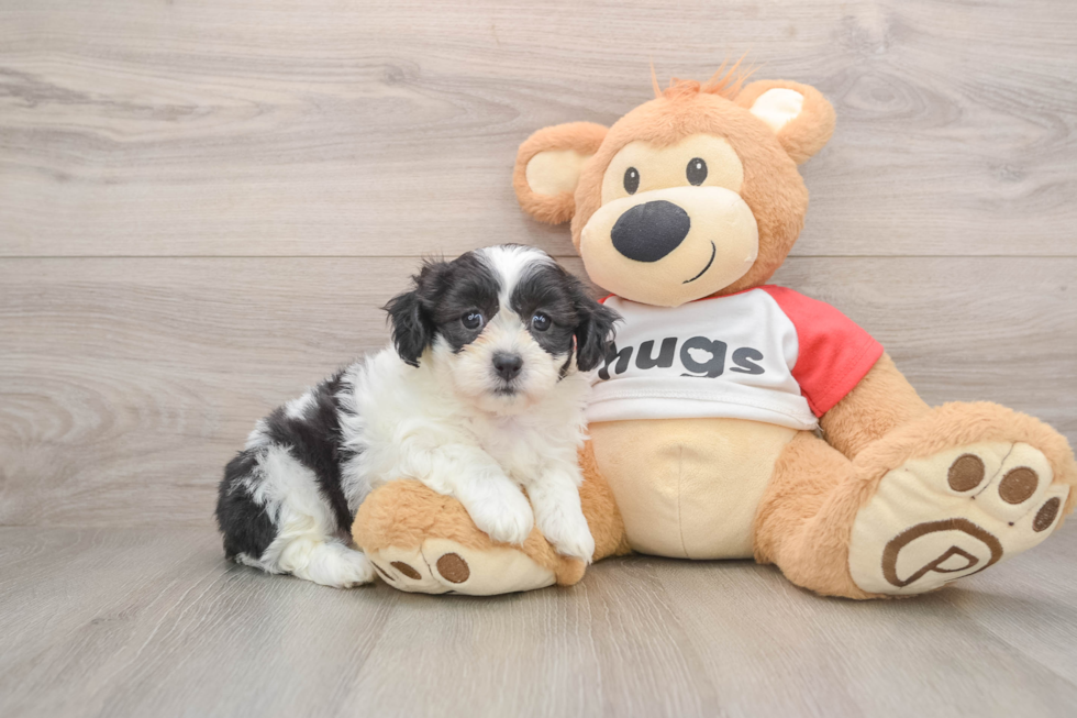 Playful Shit Designer Puppy