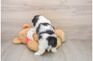 Small Teddy Bear Baby