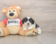 8 week old Teddy Bear Puppy For Sale - Florida Fur Babies