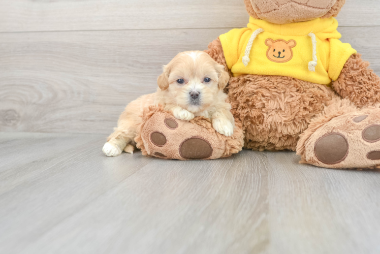 Smart Teddy Bear Designer Pup