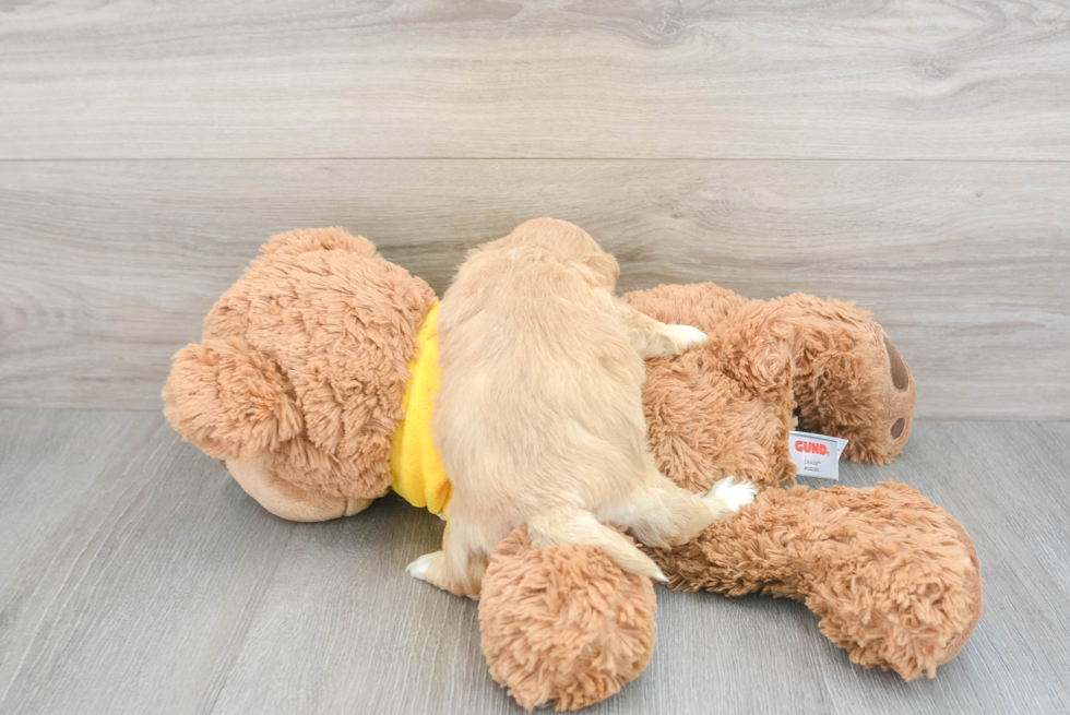 Hypoallergenic Shi Chon Designer Puppy