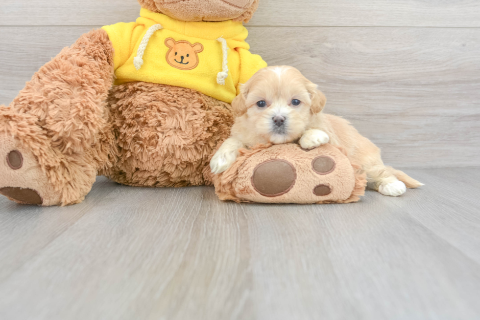 Best Teddy Bear Baby