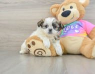 8 week old Teddy Bear Puppy For Sale - Florida Fur Babies
