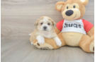 Playful Shi Chon Designer Puppy