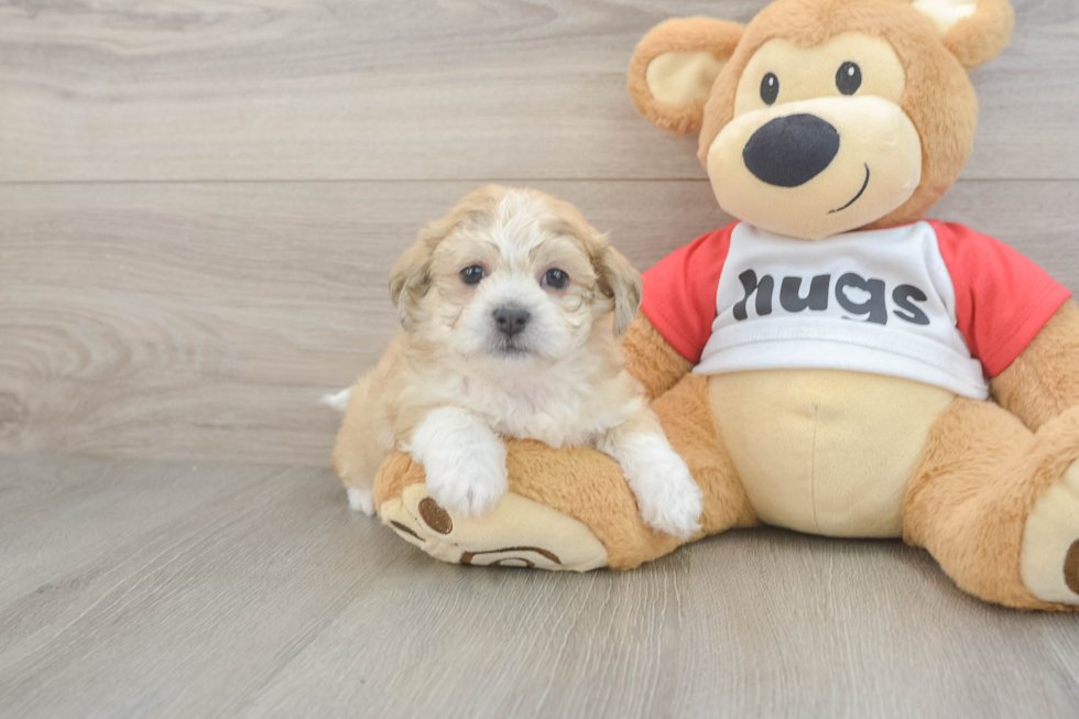 Playful Shi Chon Designer Puppy