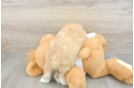 Little Shichon Designer Puppy