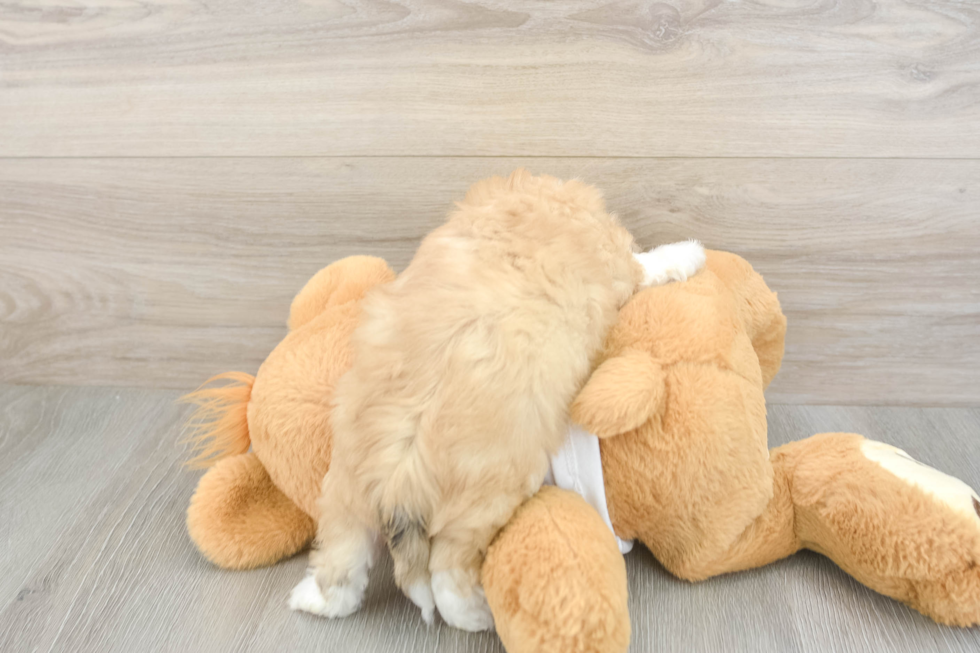 Little Shichon Designer Puppy
