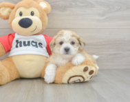 8 week old Teddy Bear Puppy For Sale - Florida Fur Babies