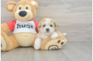 Teddy Bear Pup Being Cute