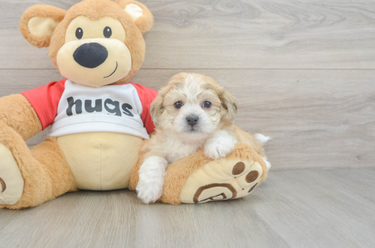 Teddy Bear Pup Being Cute