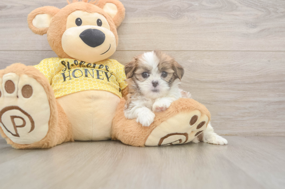 6 week old Teddy Bear Puppy For Sale - Florida Fur Babies