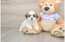 Teddy Bear Pup Being Cute