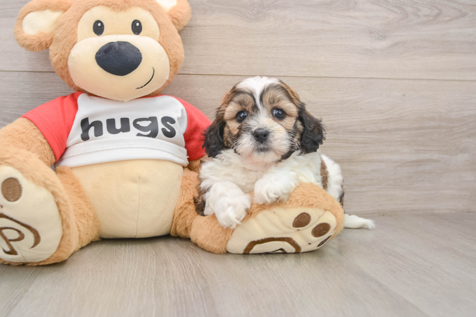 Best Teddy Bear Baby