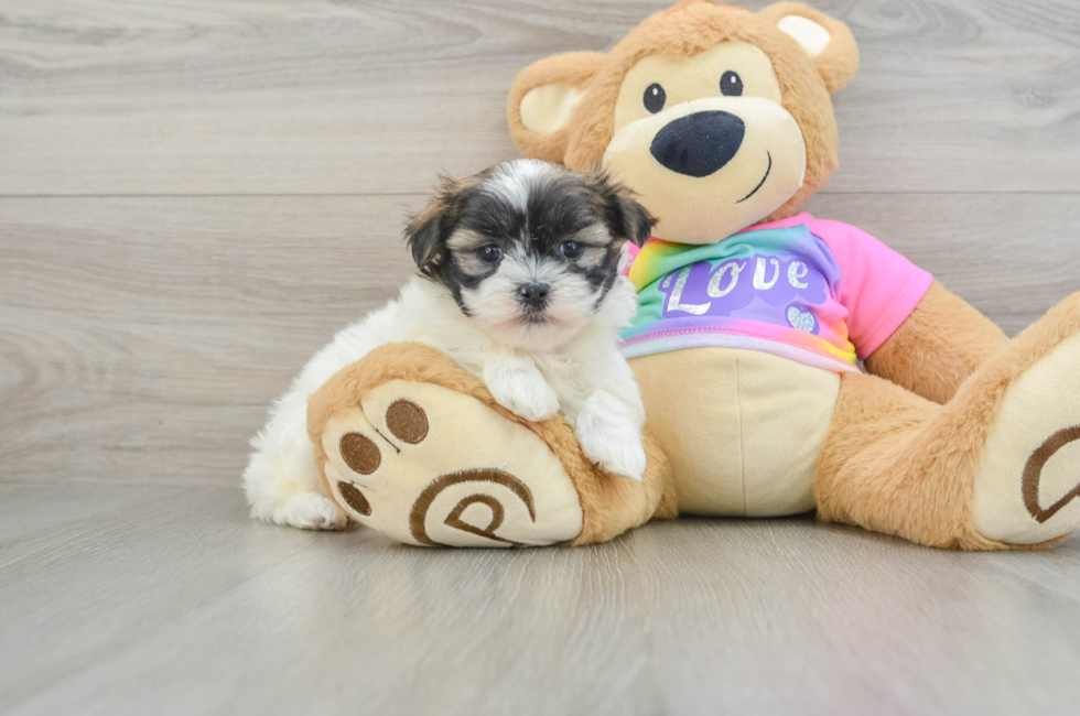 6 week old Teddy Bear Puppy For Sale - Florida Fur Babies