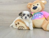 8 week old Teddy Bear Puppy For Sale - Florida Fur Babies
