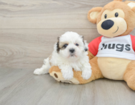 7 week old Teddy Bear Puppy For Sale - Florida Fur Babies
