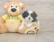7 week old Teddy Bear Puppy For Sale - Florida Fur Babies