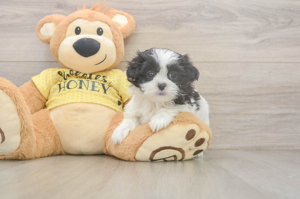 6 week old Teddy Bear Puppy For Sale - Florida Fur Babies