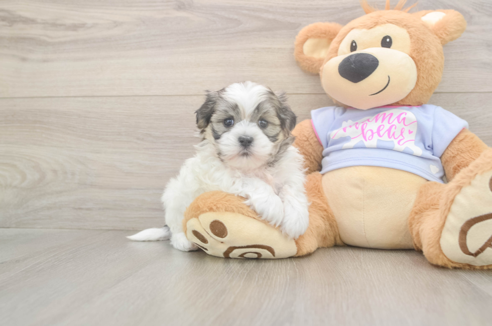 5 week old Teddy Bear Puppy For Sale - Florida Fur Babies