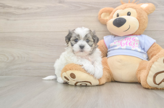 5 week old Teddy Bear Puppy For Sale - Florida Fur Babies Adorable Shi Chon Designer Puppy