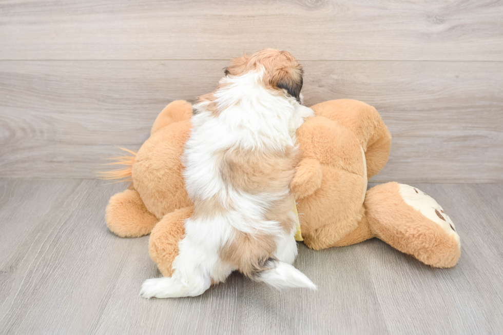 Teddy Bear Pup Being Cute