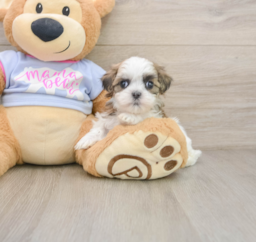 7 week old Teddy Bear Puppy For Sale - Florida Fur Babies