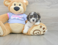 8 week old Teddy Bear Puppy For Sale - Florida Fur Babies