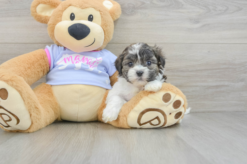 6 week old Teddy Bear Puppy For Sale - Florida Fur Babies