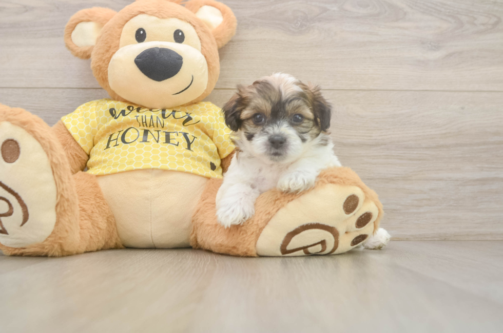 5 week old Teddy Bear Puppy For Sale - Florida Fur Babies
