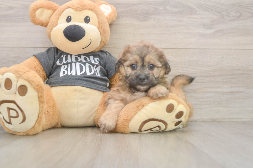 6 week old Teddy Bear Puppy For Sale - Florida Fur Babies