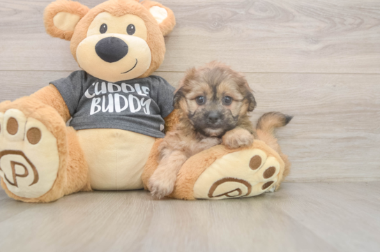 Sweet Teddy Bear Baby