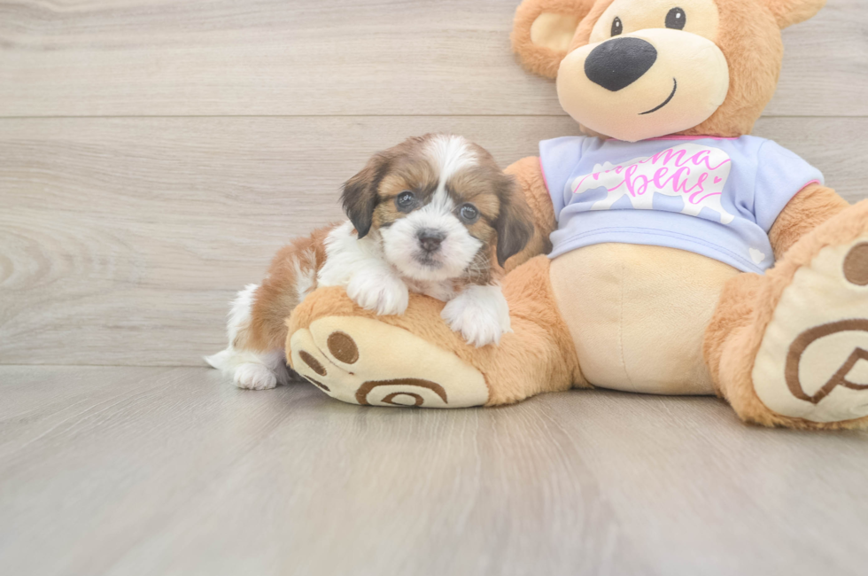 5 week old Teddy Bear Puppy For Sale - Florida Fur Babies