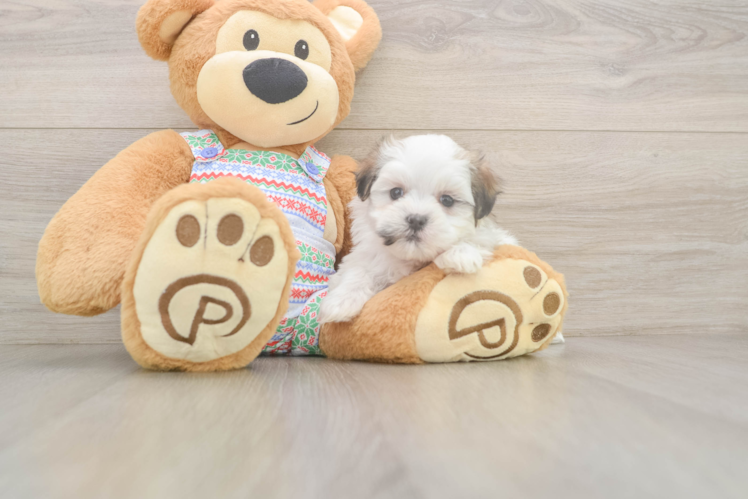 Funny Teddy Bear Designer Pup