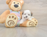 5 week old Teddy Bear Puppy For Sale - Florida Fur Babies