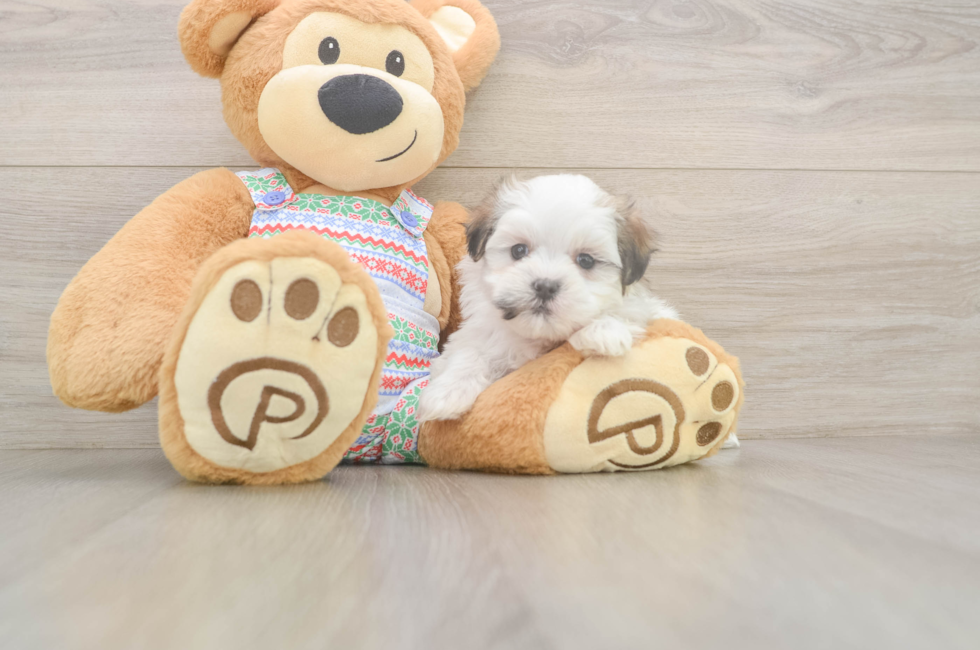 5 week old Teddy Bear Puppy For Sale - Florida Fur Babies