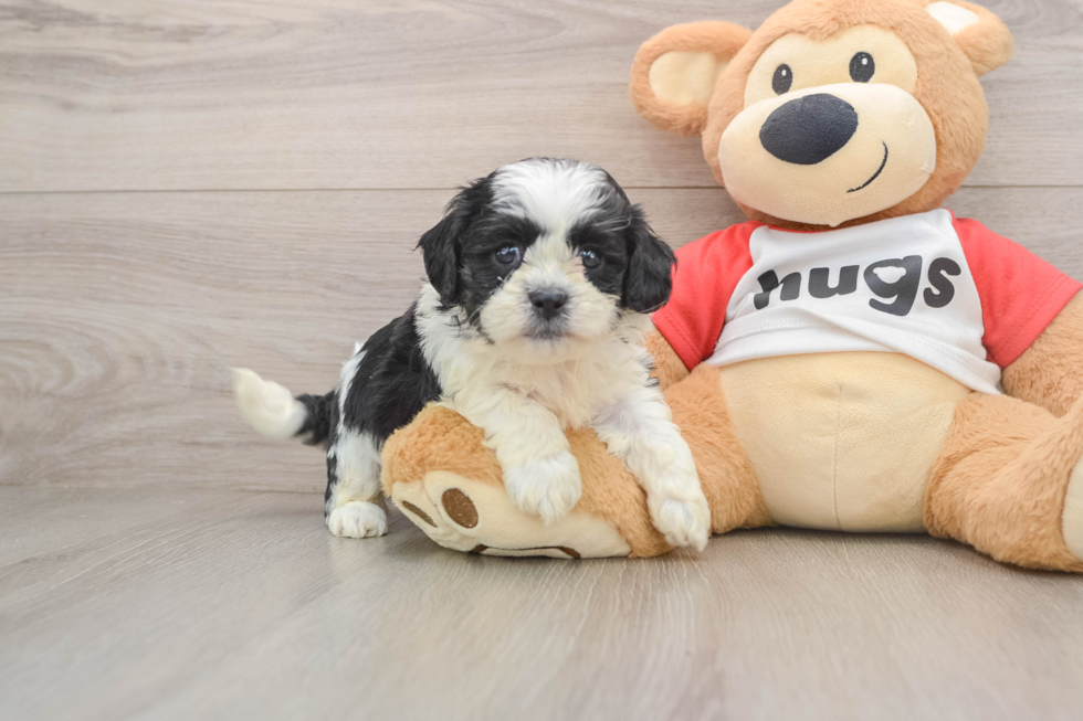 Petite Teddy Bear Designer Pup