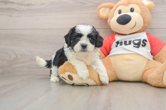 Petite Teddy Bear Designer Pup