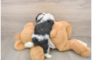 Fluffy Teddy Bear Designer Pup